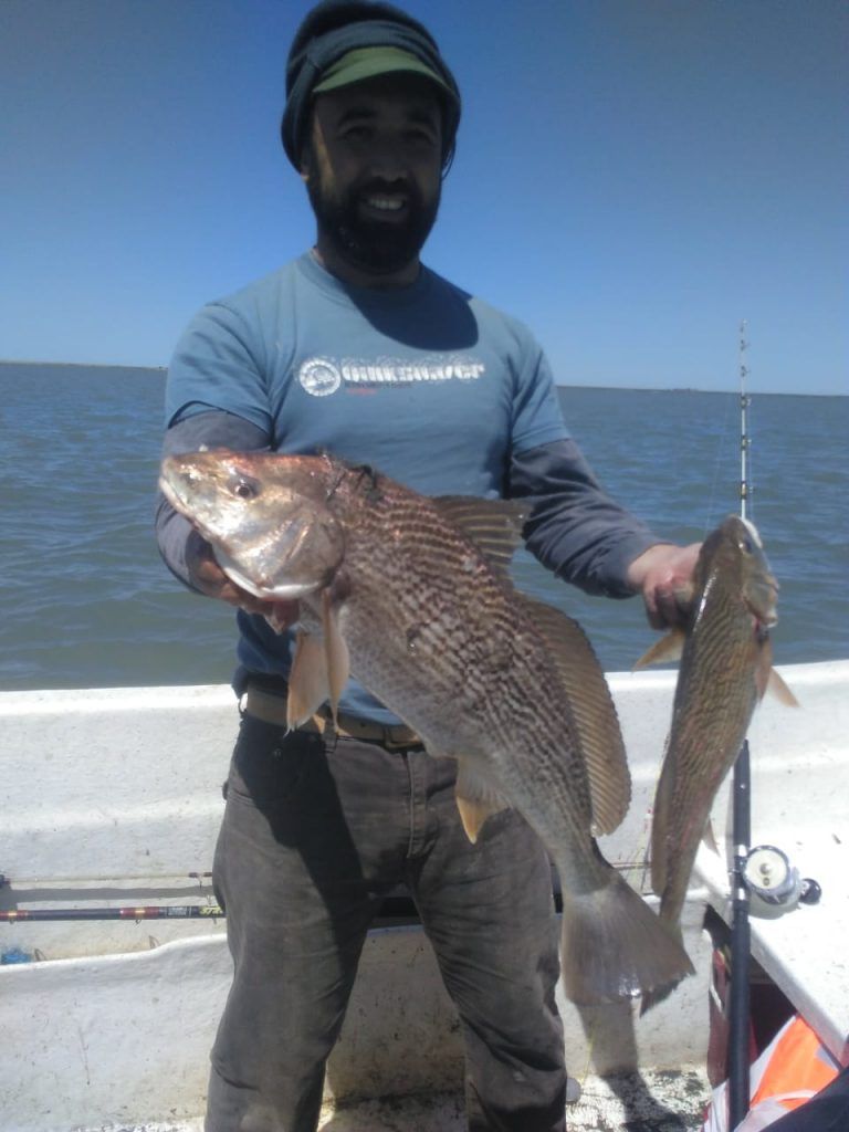 Corvina rubi