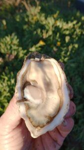 comer ostra cruda