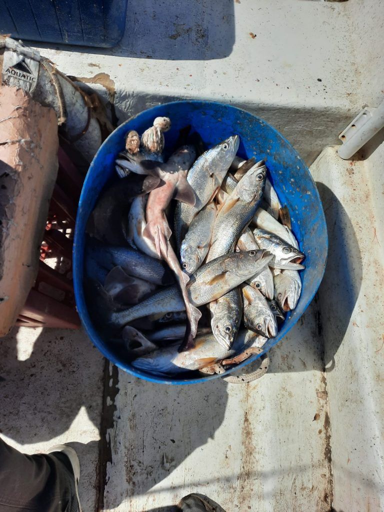 Linda pesca de pescadillas