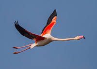 Flamencos enn la Bahia