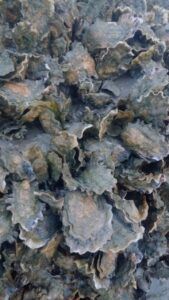 comer ostras salvajes de la patagonia